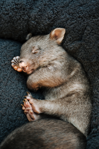 Wombat joey resting on a soft grey cushion. - Australian Stock Image