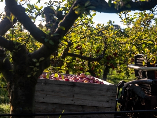 Wooden crate filled with red apples on a trailer attached to a tractor - Australian Stock Image