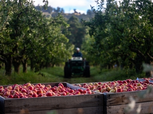 Wooden crates filled with freshly picked apples - Australian Stock Image