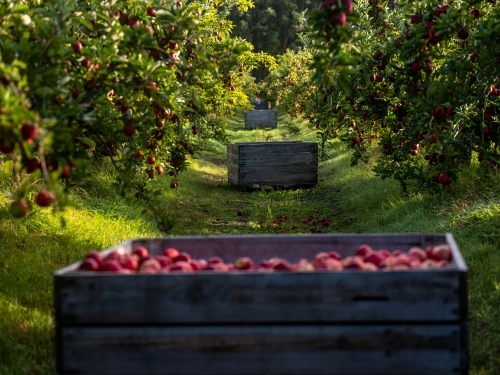 Wooden crates filled with handpicked apples in the orchard - Australian Stock Image