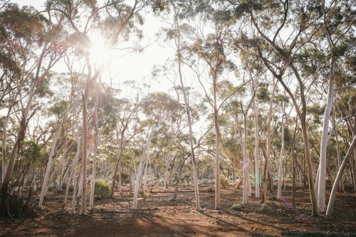 Woodland bush around Helena Aurora Range in outback Western Australia - Australian Stock Image