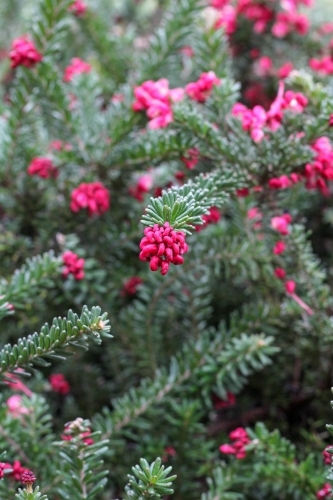 woolly grevillea with pink flower - Australian Stock Image