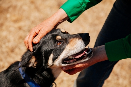 Working dog and farmer - Australian Stock Image