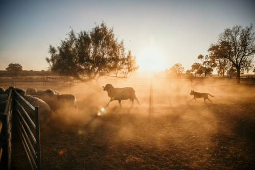 Working dog chasing sheep gathering them in a pen at sunset. - Australian Stock Image