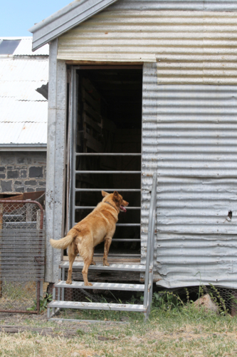 Working dog looking in doorway of farm shed - Australian Stock Image