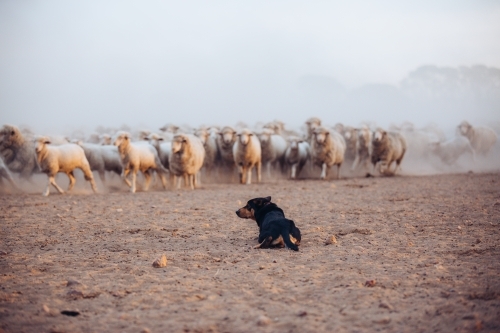 Working dog mustering sheep - Australian Stock Image