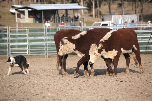 Working dog rounding up cattle - Australian Stock Image