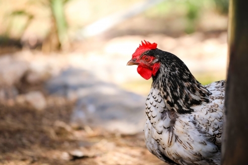 Wyandotte chicken peeking around corner in the hen house - Australian Stock Image