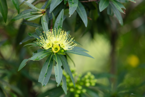 Xanthostemon chrysanthus - yellow native flower - Australian Stock Image
