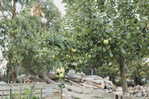 Yellow apples on a green leafy tree in a home orchid