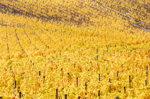 Yellow autumn coloured vines in the Yarra Valley near Yarra Glen, Victoria, Australia - Australian Stock Image