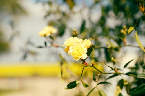 Yellow banksia rose in flower with golden canola field in background on country property - Australian Stock Image