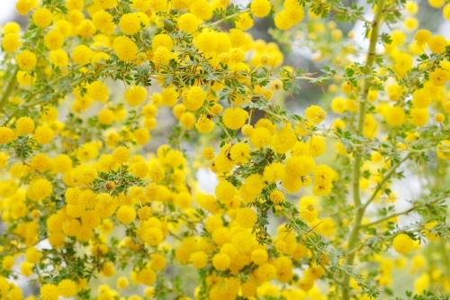 Yellow blossoms of Sand Heath Wattle - Australian Stock Image