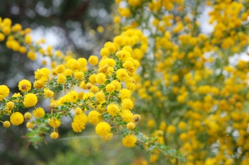 Yellow blossoms of Sand Heath Wattle