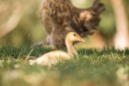 Yellow duckling sitting in the grass staying close to mother hen - Australian Stock Image