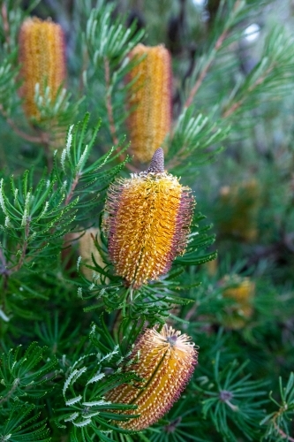 Yellow flowers on banksia tree - Australian Stock Image