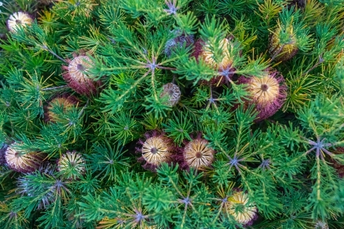 Yellow flowers on banksia tree - Australian Stock Image