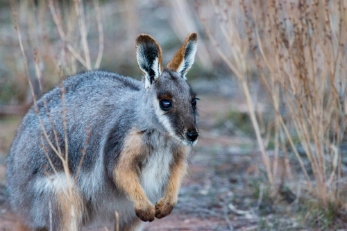 yellow footed rock wallaby close up - Australian Stock Image