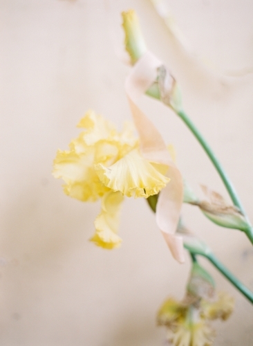 Yellow Iris Flower against Simple Background - Australian Stock Image