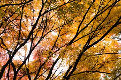 Yellow leaves and dark branches blanketed against an overcast sky. Mt Lofty, South Australia - Australian Stock Image