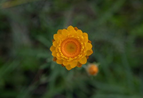 Yellow paper daisies in a country field - Australian Stock Image