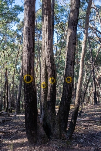 Yellow round marks on tree trunks in the forest. - Australian Stock Image