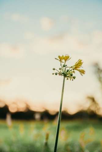 Yellow Wild Flower with copy space at sunset - Australian Stock Image