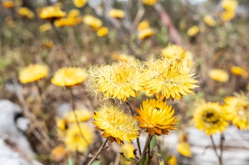 Yellow wildflowers blooming. - Australian Stock Image