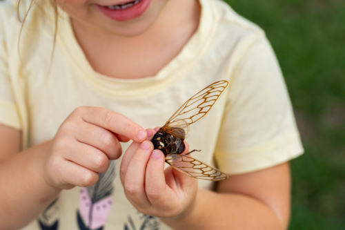 young Aussie person out in nature holding dried out wings of cicada insect bug - Australian Stock Image