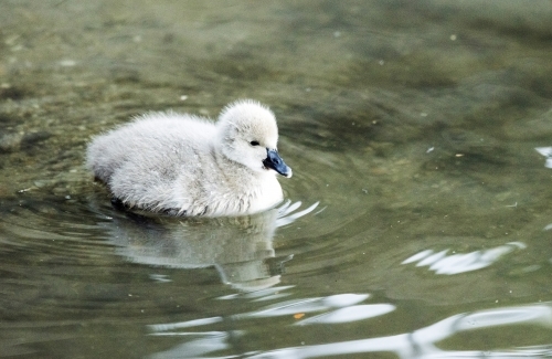 Young baby swan, cygnet, swimming in the water. - Australian Stock Image