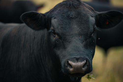 Young black bull chewing grass in paddock with flies in eyes - Australian Stock Image