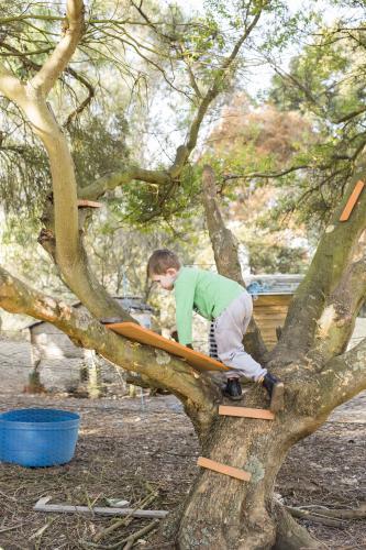 Young boy climbing up a tree in his backyard
