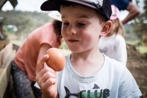 Young boy collecting farm fresh chicken eggs from pen - Australian Stock Image