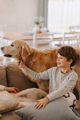 Young boy grabbing the neck of retriever dog standing on the couch. - Australian Stock Image