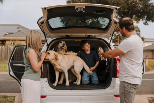 Young boy kneeling inside the car boot with his dogs while parents stands outside the car. - Australian Stock Image