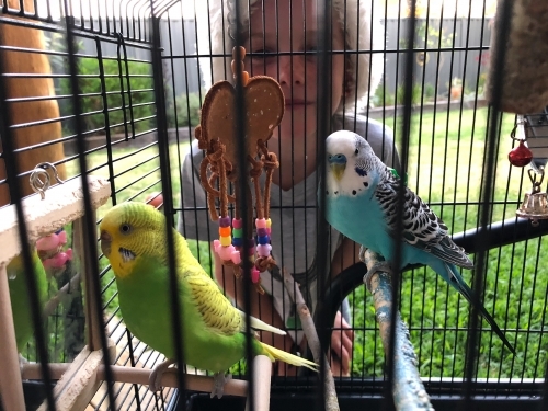 Young boy looking into bird cage with two budgerigar inside - Australian Stock Image