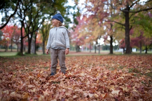 Young boy playing outdoors among piles of autumn leaves - Australian Stock Image