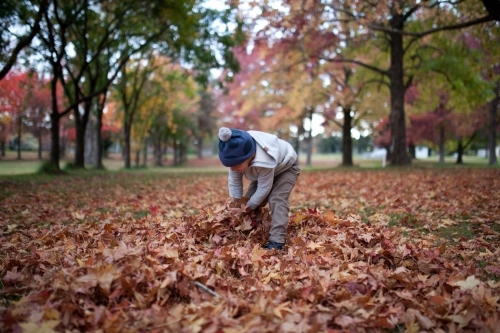 Young boy playing outdoors among piles of autumn leaves - Australian Stock Image