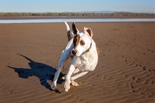 young bullarab running on the beach - Australian Stock Image