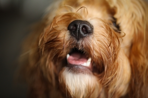 Young Cavoodle breed dog relaxing indoors - Australian Stock Image