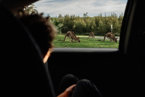 Young child sitting in the car watching Grey kangaroos eating grass on a front lawn - Australian Stock Image