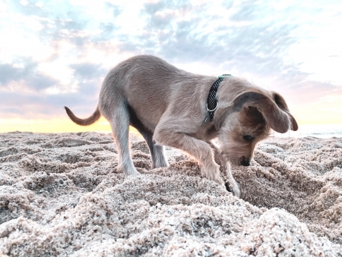 Young Dog digging hole in sand on beach at sunset - Australian Stock Image