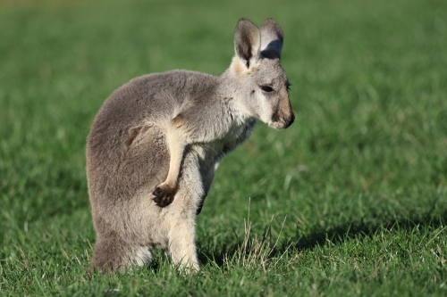 Young Female Red Kangaroo - Australian Stock Image