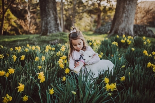 Young girl bottle feeding a lamb in a field of daffodils - Australian Stock Image