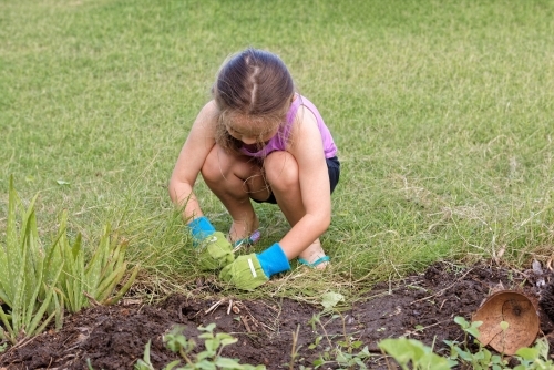 Young girl helping in the garden wearing gloves and pulling on grass - Australian Stock Image