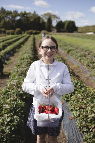 Young girl holding a basket of fresh strawberries at the strawberry farm - Australian Stock Image