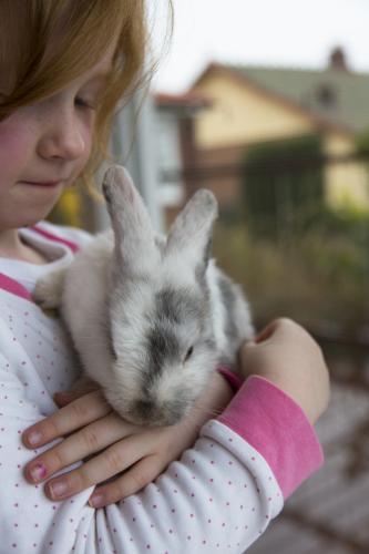 Young girl holding a grey and white mini lop rabbit - Australian Stock Image