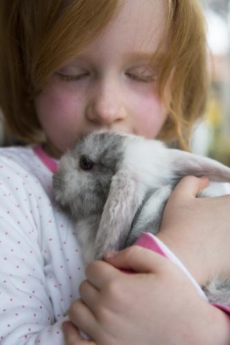 Young girl holding a grey and white mini lop rabbit - Australian Stock Image