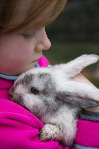 Young girl holding a grey and white mini lop rabbit - Australian Stock Image