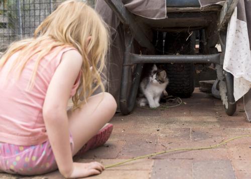 Young girl looking at scruffy kitten hiding under wheelbarrow - Australian Stock Image